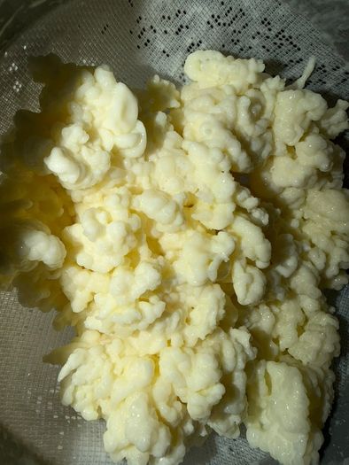 Milk kefir grains (15 grams)