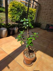 jade plant