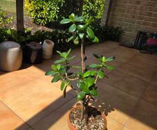 jade plant