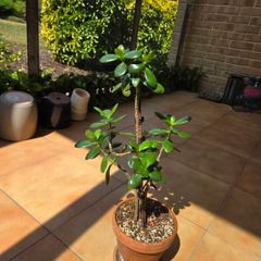 jade plant