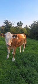 PBR Simmental heifer