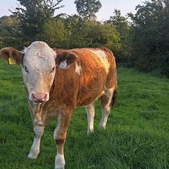 PBR Simmental heifer