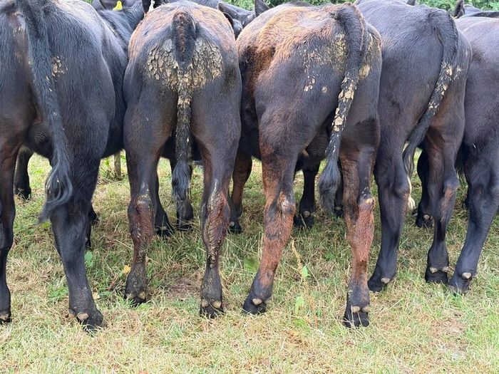 20 Aberdeen Angus Bull Weanlings