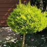 Lollipop Cupressus goldcrest Image 2