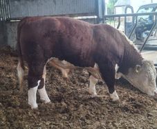Pedigree Hereford Bull