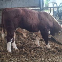 Pedigree Hereford Bull