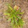 Buck's-horn Plantain (Plantago coronopus) - Irish Seed Image 3