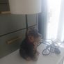 doggy lamp Image 4