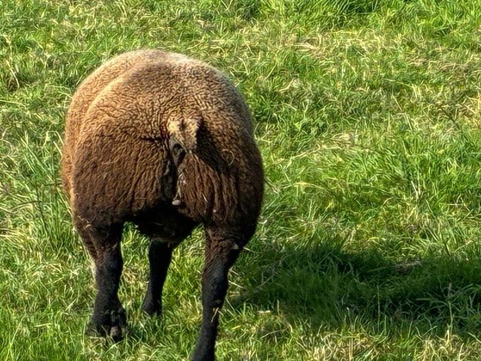Blue TEXEL pedigree sheep
