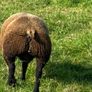 Blue TEXEL pedigree sheep Image 8
