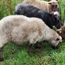 Shetland sheep Image 7