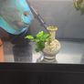 anubias plant and ornament Image 2