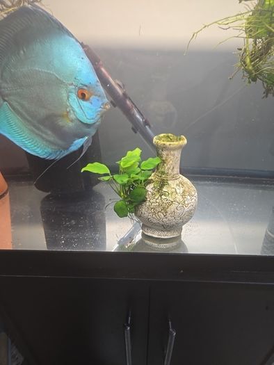 anubias plant and ornament