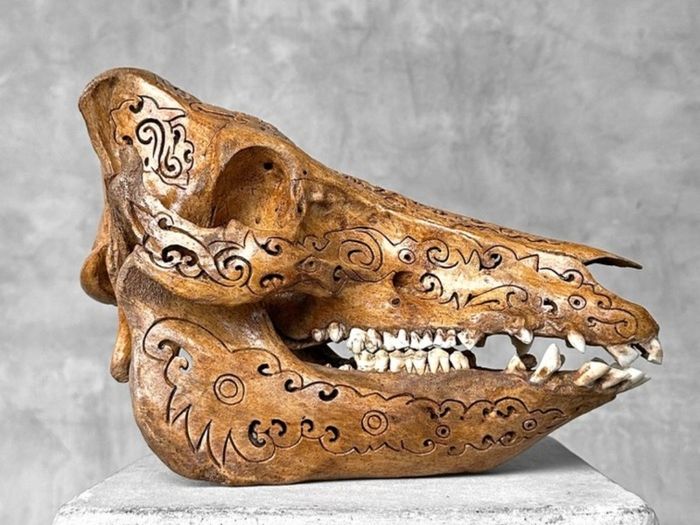 Authentic Hand Carved Wild Boar Skull - Bone