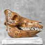 Authentic Hand Carved Wild Boar Skull - Bone Image 5
