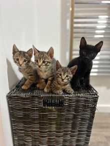 kittens