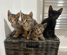 kittens
