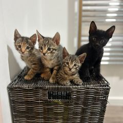 kittens