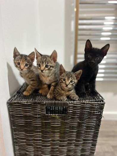 kittens