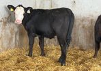 AA Heifer Weanlings