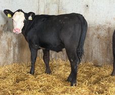 AA Heifer Weanlings