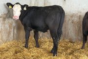 AA Heifer Weanlings