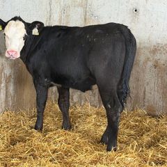 AA Heifer Weanlings