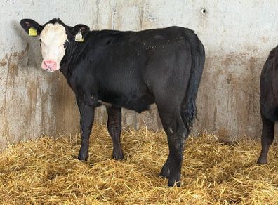 AA Heifer Weanlings