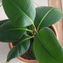 Rubber Plant (Ficus) Image 4