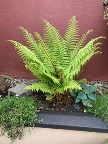 Extra Large Ostrich Ferns
