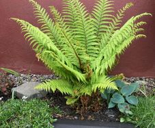 Extra Large Ostrich Ferns