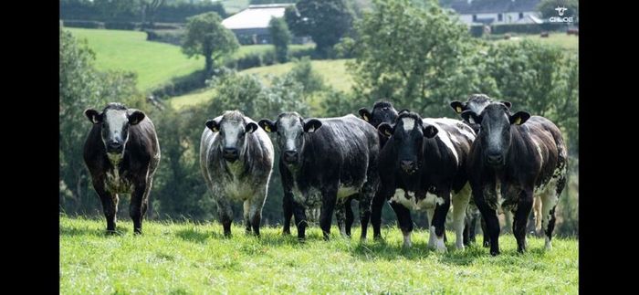 Show cattle - In Calf and Maiden Heifer sale