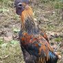Rooster Image 5