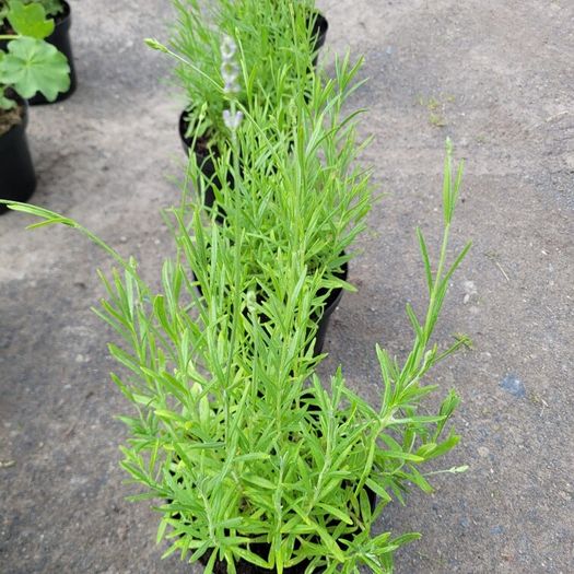 clearence of 50 flowering shrubs/plants.