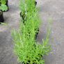 clearence of 50 flowering shrubs/plants. Image 8