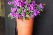 Azalea SALE