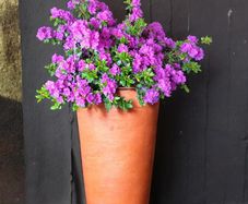 Azalea SALE