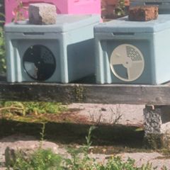 Nucs of bees hives of bees empty nucs boxes