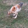 Young Roosters for sale Image 9