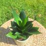 Healthy Sansevieria Hahnii in Pastel Green Pot Image 7