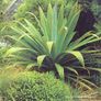 Cordyline indivisa plants  (palm tree) Image 3