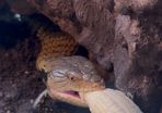 reptiles