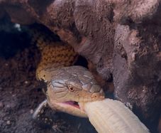 reptiles