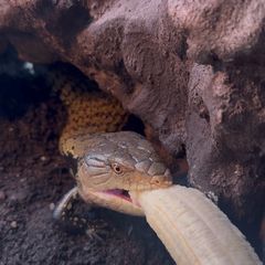 reptiles