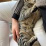 Cat Image 4