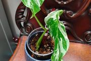 No.67 Monstera Albo