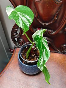 No.67 Monstera Albo