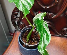 No.67 Monstera Albo