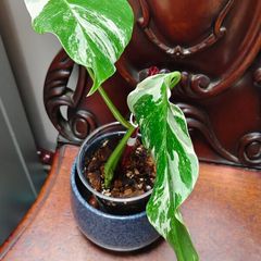 No.67 Monstera Albo