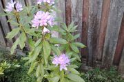 Rhododendron